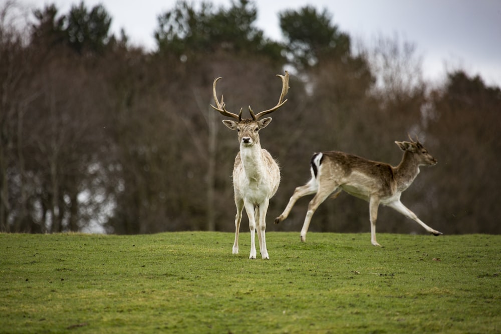 two running and standing deer on green grass field
