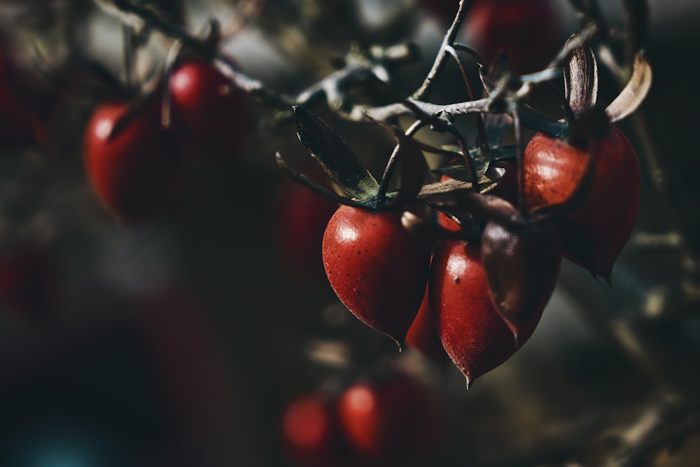 closeup photography of red fruit