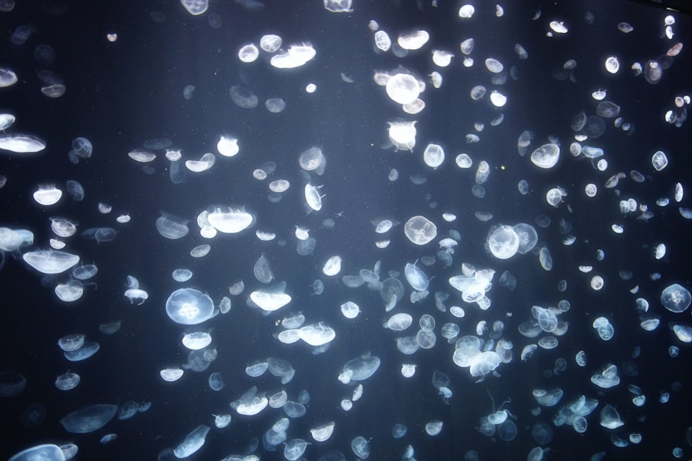 aleteo de medusas