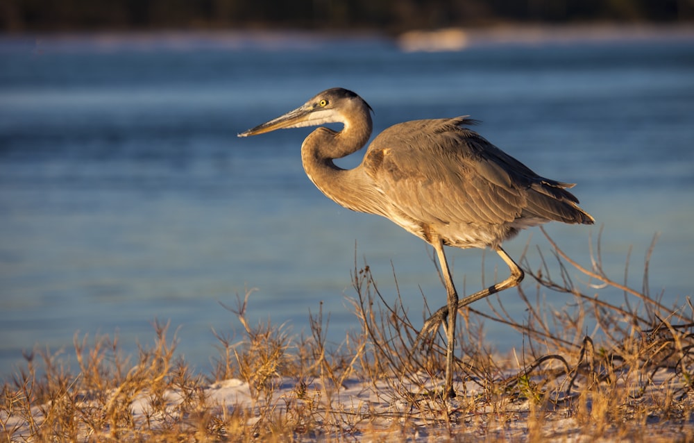 brown heron near body of water