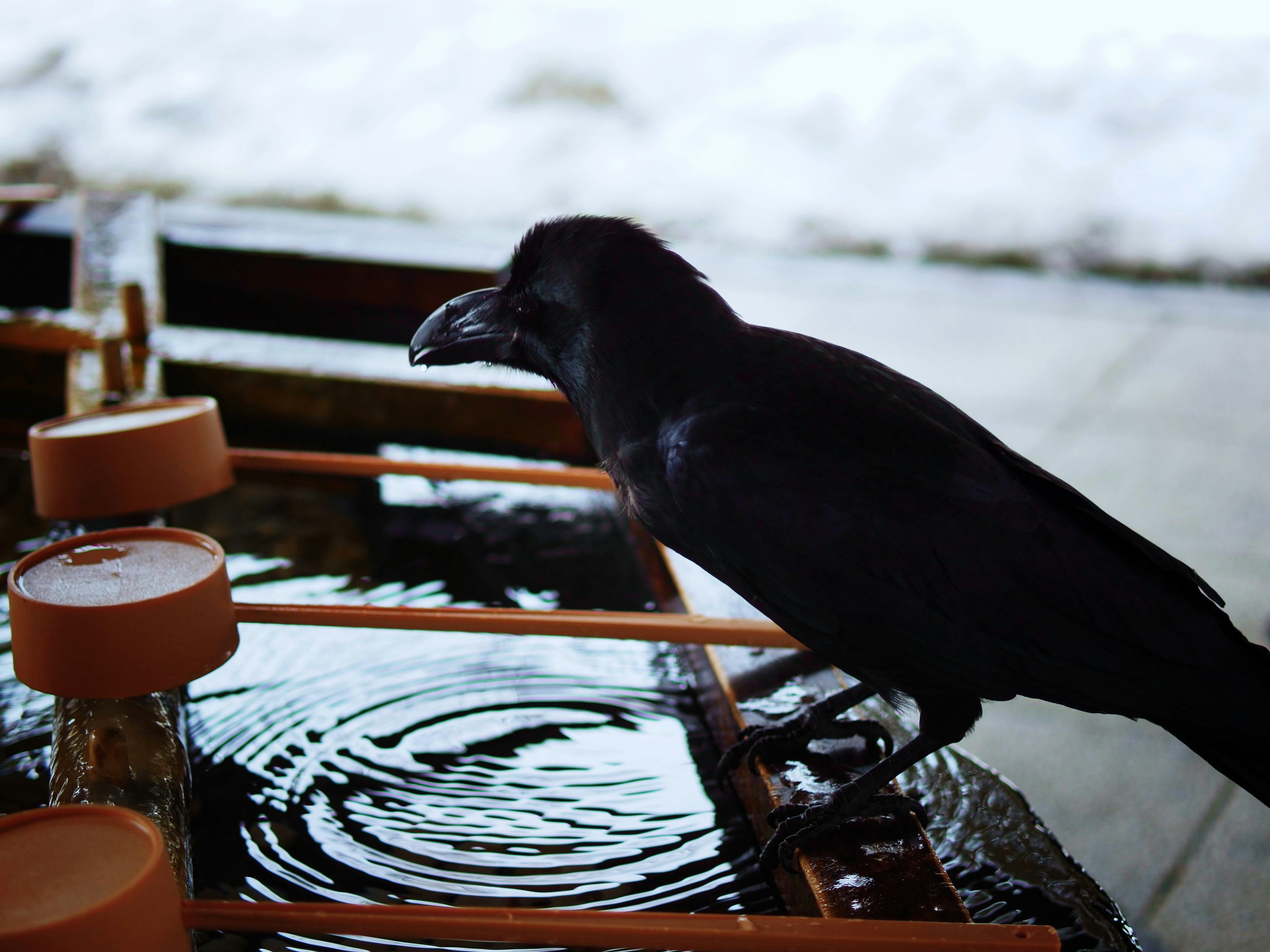 black crow in bird bath