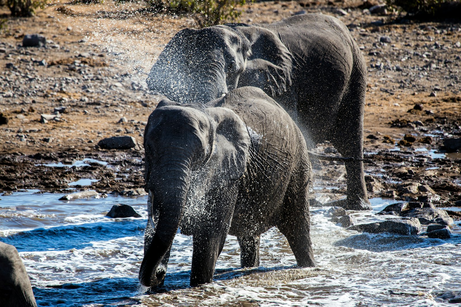 Canon EOS 6D + Canon EF 100-400mm F4.5-5.6L IS USM sample photo. Grey elephants bathing on photography