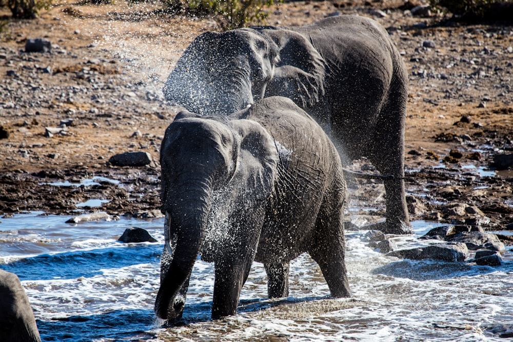 grey elephants bathing on creek