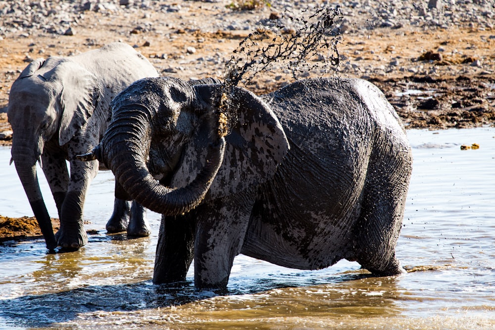 two elephants on puddle of water at daytime