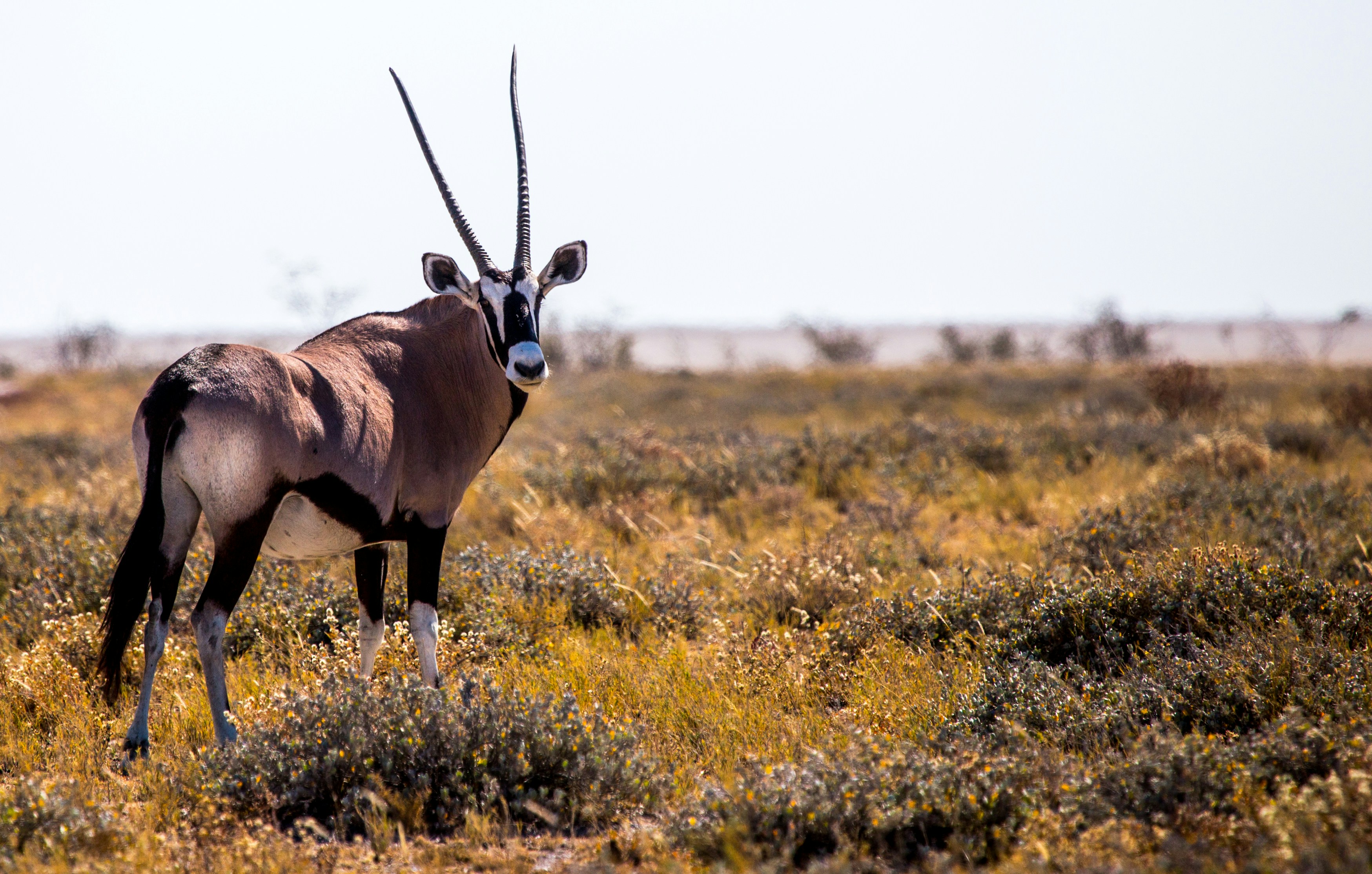 brown moose, Oryx in Namibia