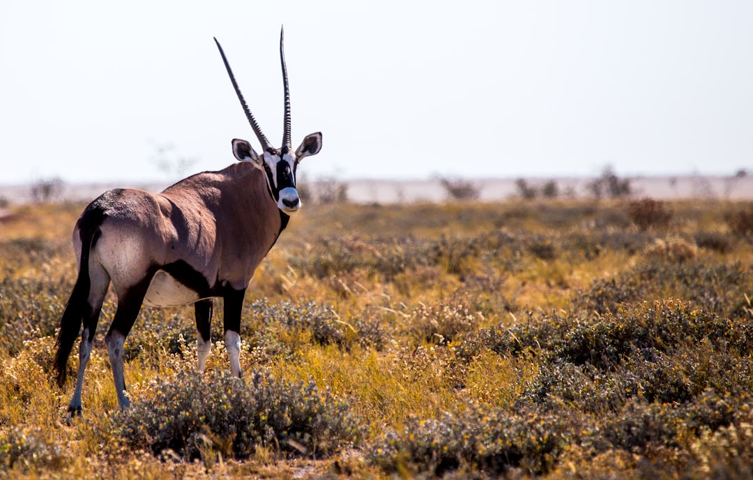brown moose, Oryx in Namibia