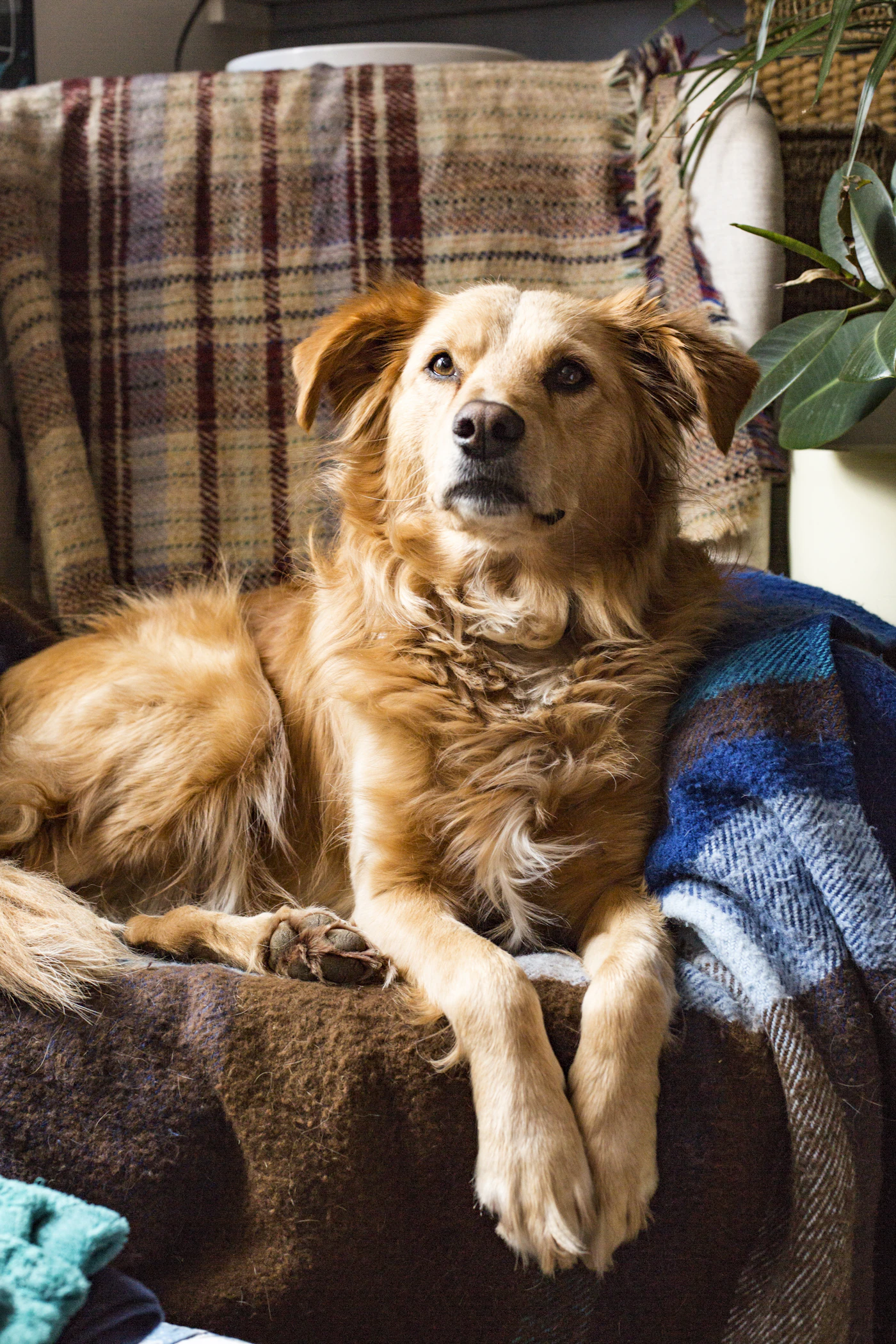 A golden retriever resting calmly on a blanket-draped armchair indoors, a steady at-home companion
