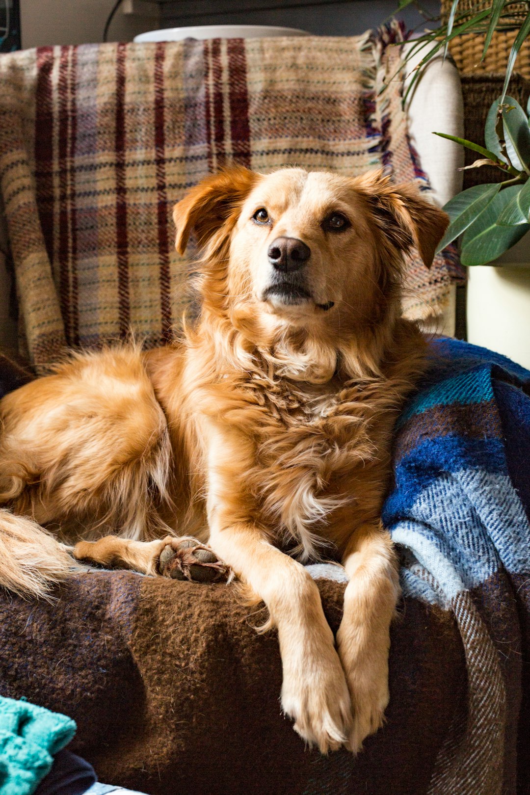 Pet Dog Pictures | Download Free Images on Unsplash