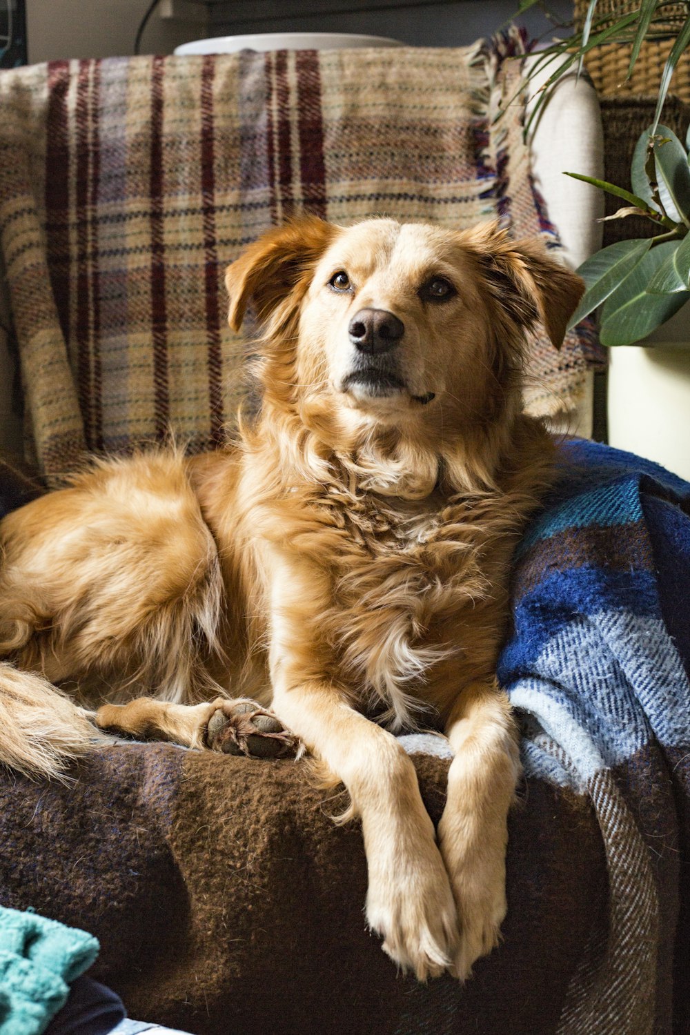 short-coated brown dog on sofa
