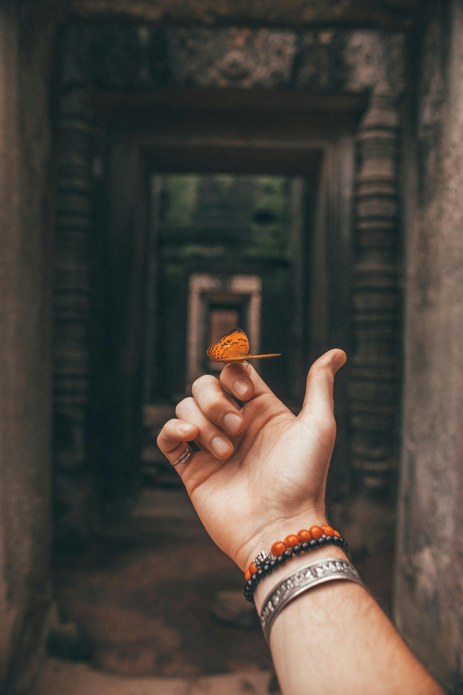 Sigma 30mm F1.4 EX DC HSM sample photo. Gulf fritillary butterfly on photography