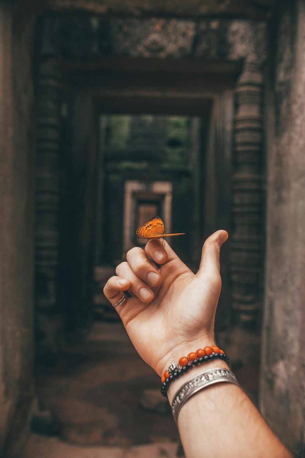 gulf fritillary butterfly on person's finger