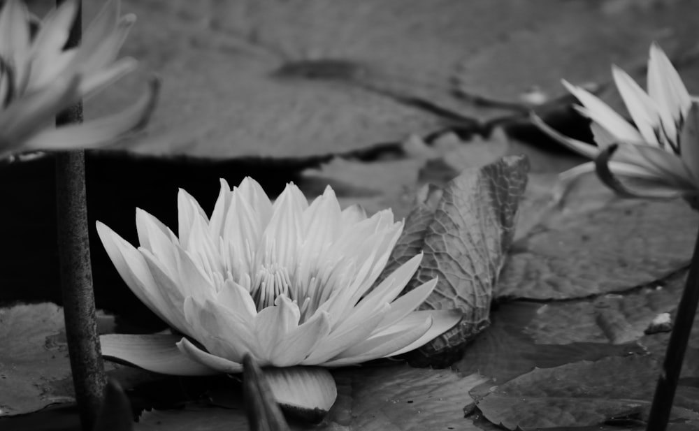 grayscale photo of flower