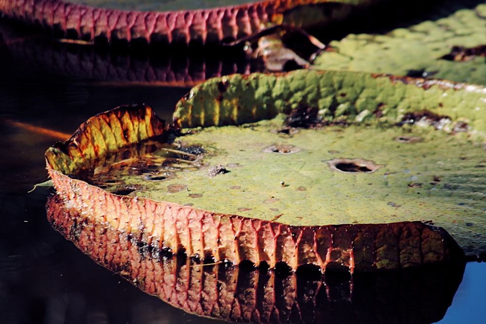 green lily plant