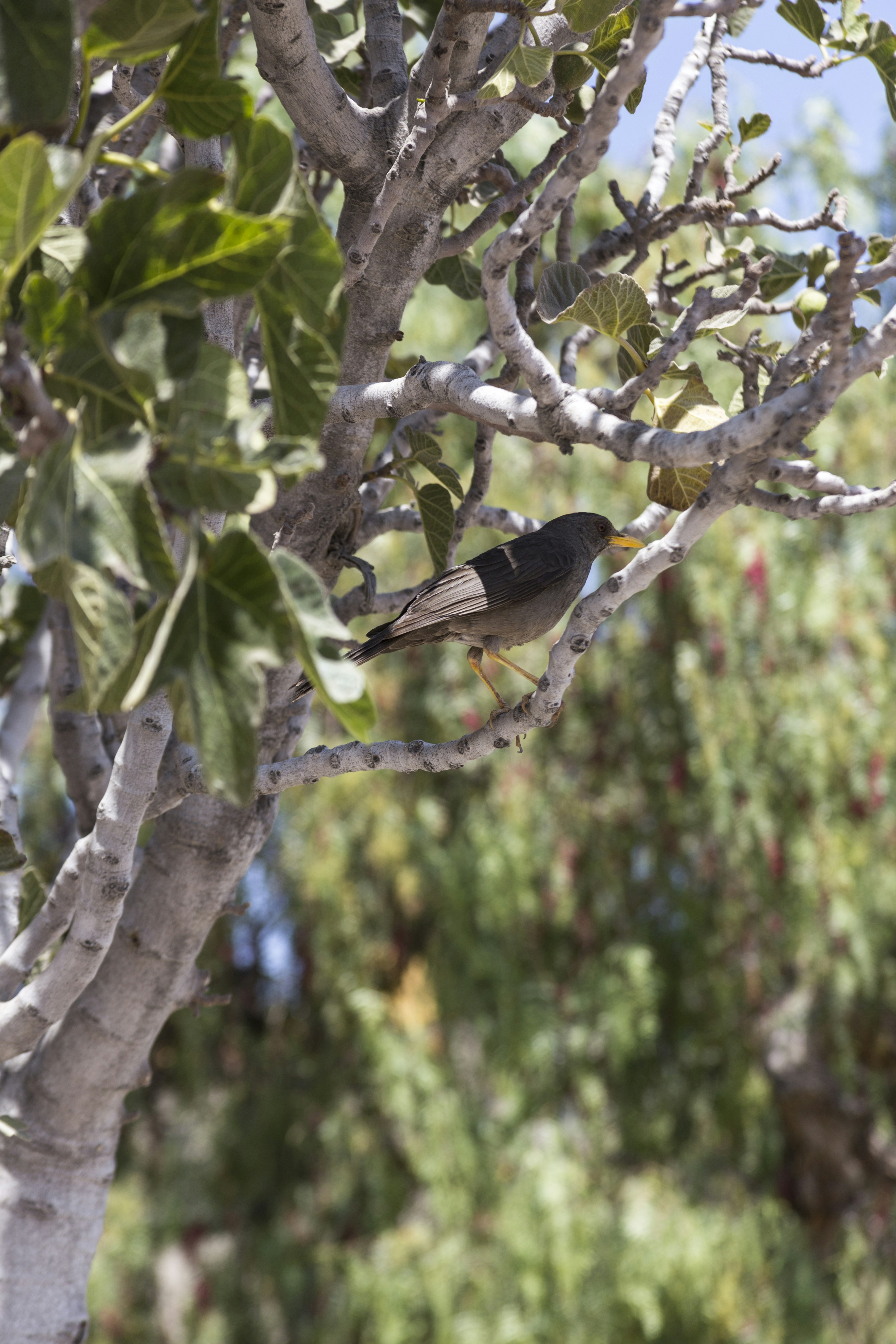 brown bird perched on tree branch