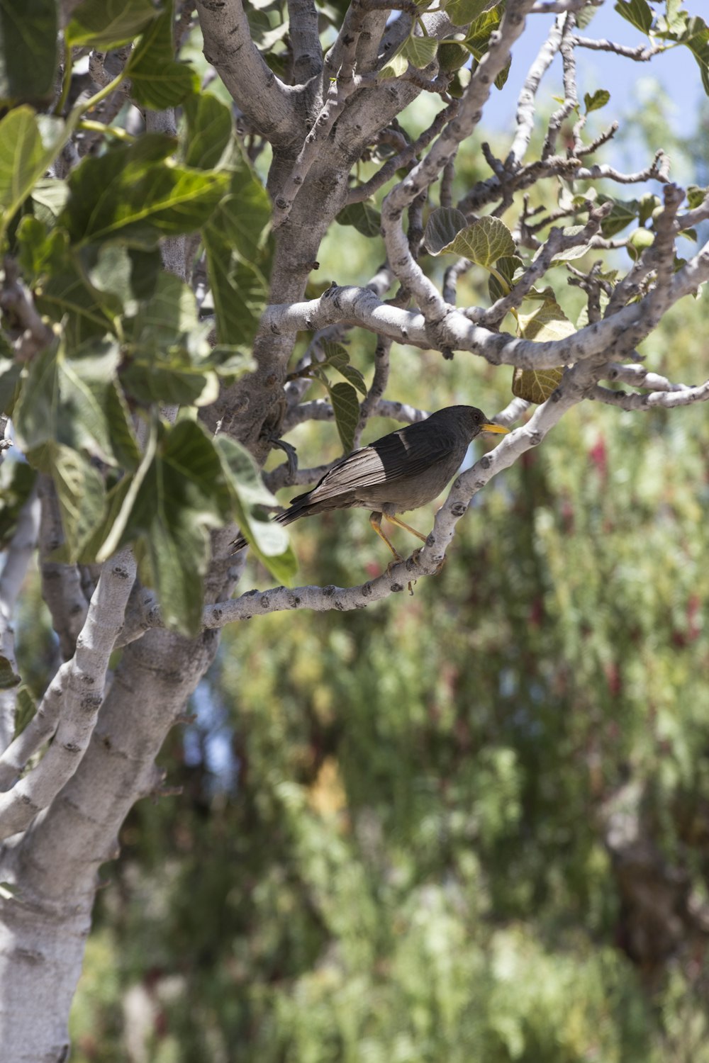 brown bird perched on tree branch