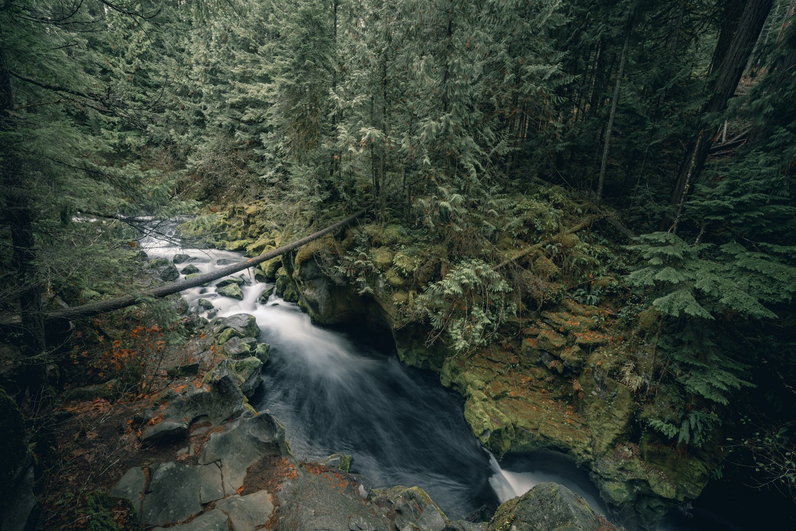 Sony a7R II + Samyang AF 14mm F2.8 FE sample photo. Spring surrounded of trees photography