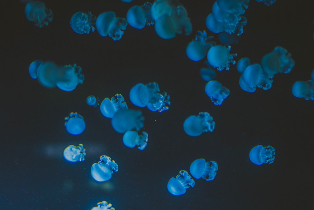 swarm blue jelly fish