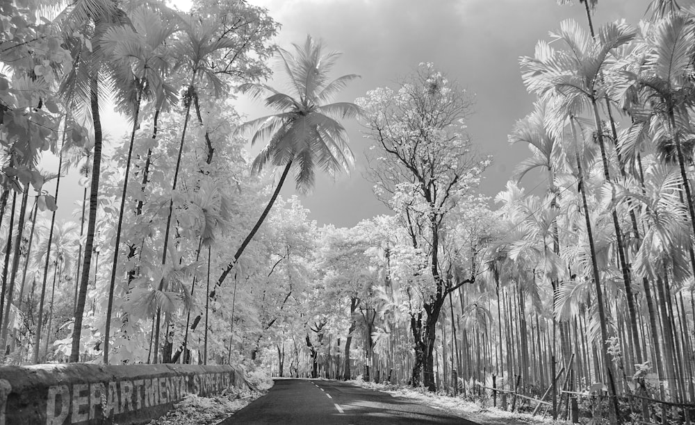 Graustufenfotografie einer leeren Straße zwischen Bäumen