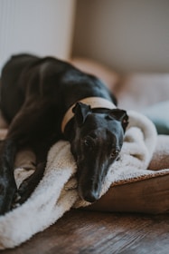 25 Best Dog Breeds for Highly Sensitive People (HSP)