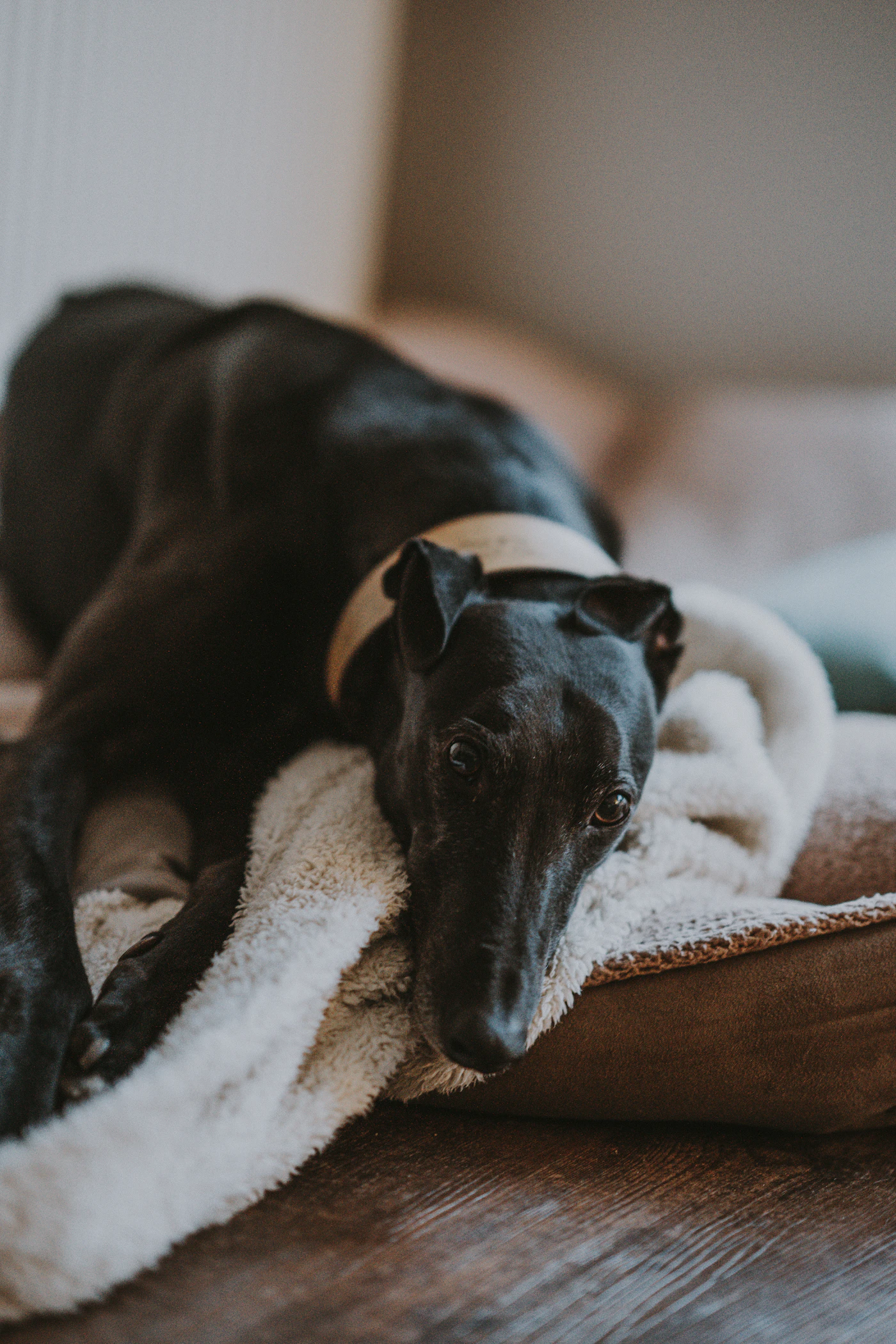 A black greyhound curled up resting on a soft blanket and cushion in a warm sunlit room
