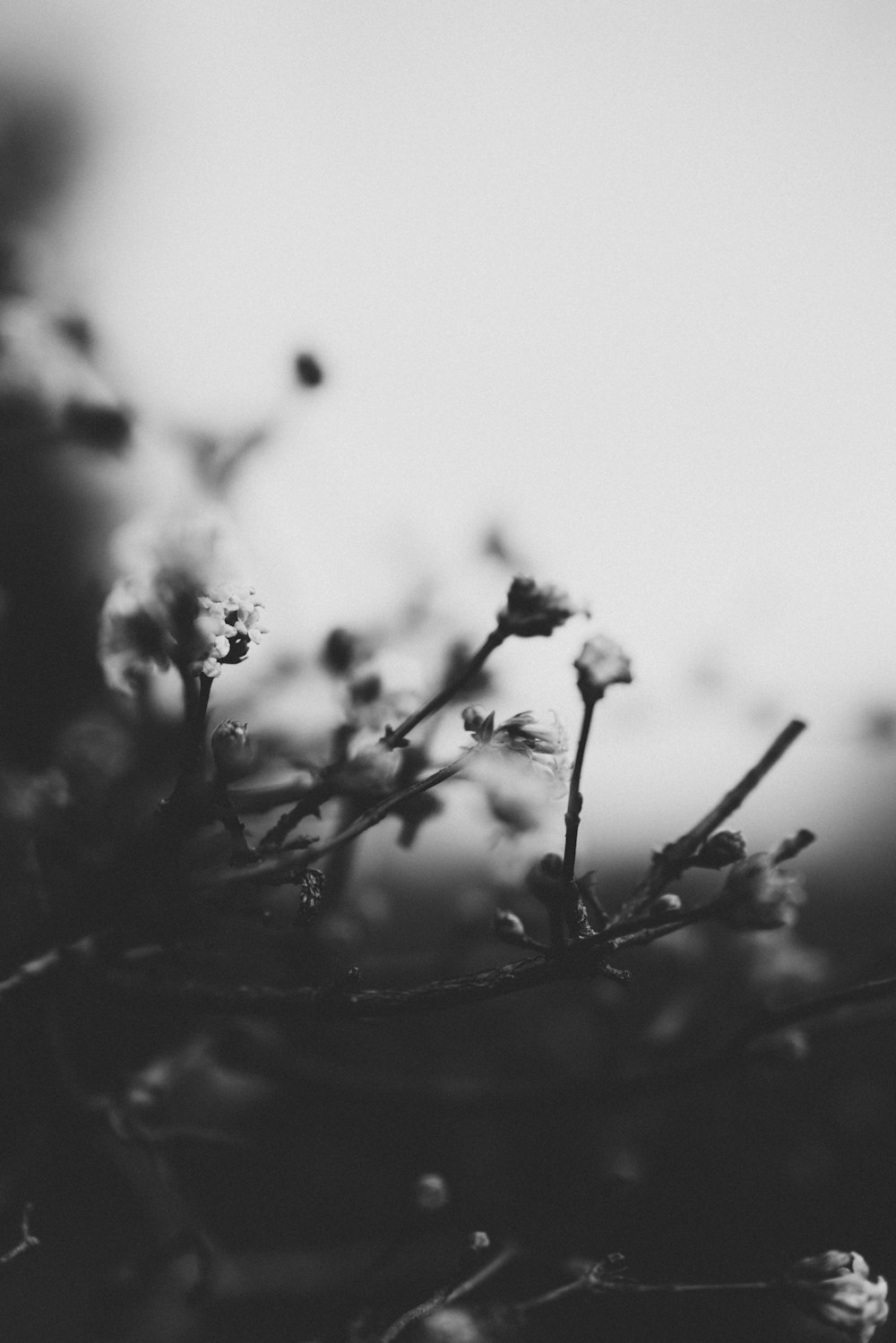 grayscale photography flower at daytime