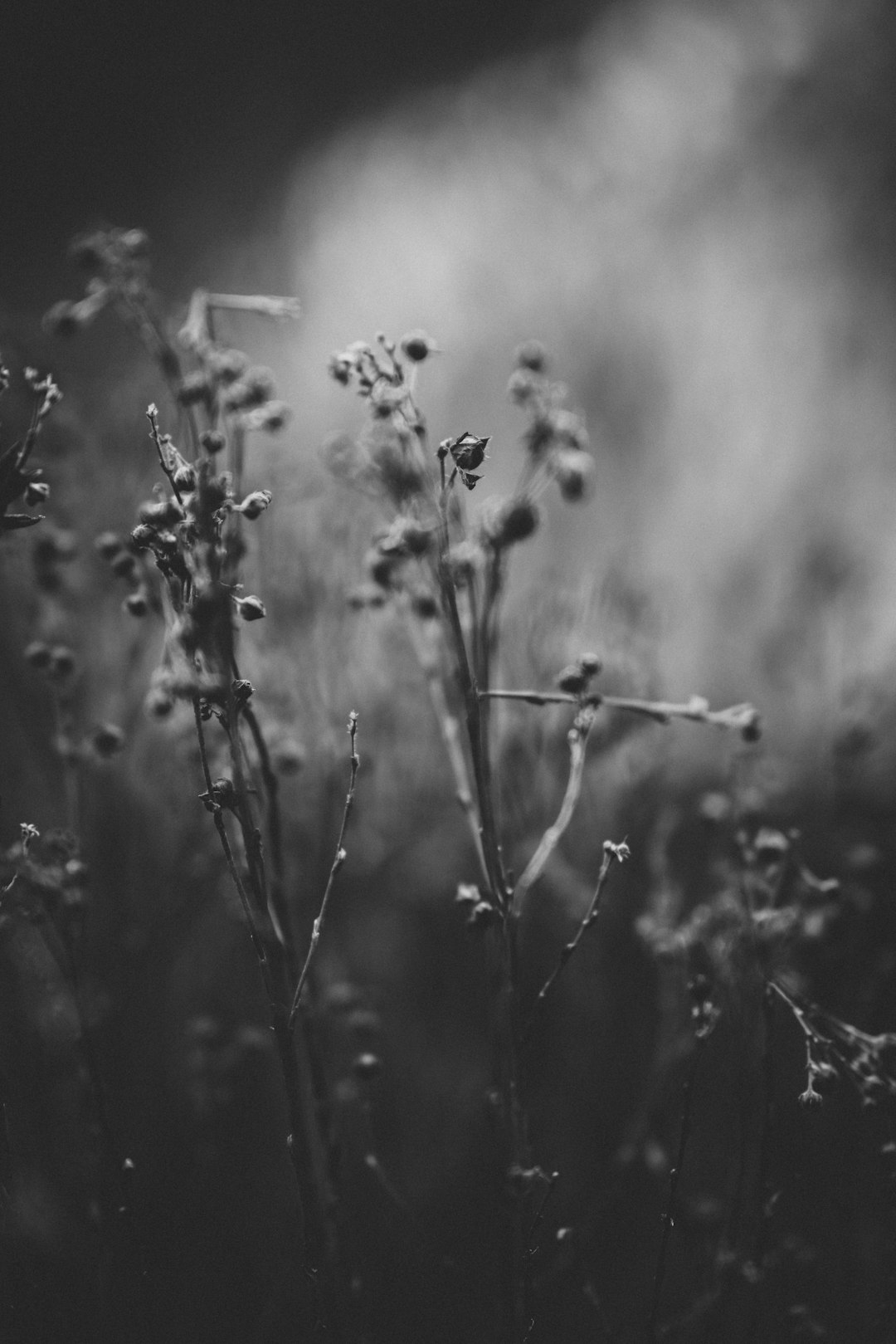 grayscale photo of plant