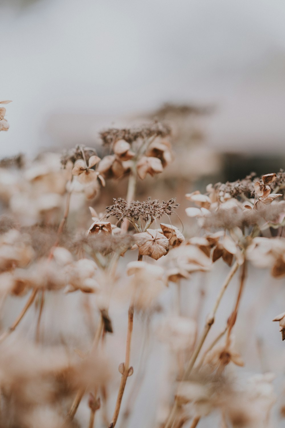 brown blooming flowers on field