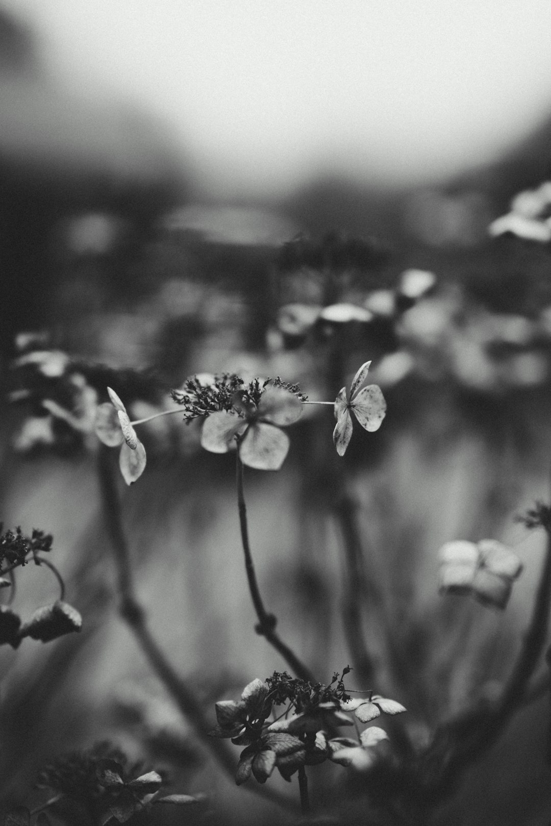 grayscale photography flowers