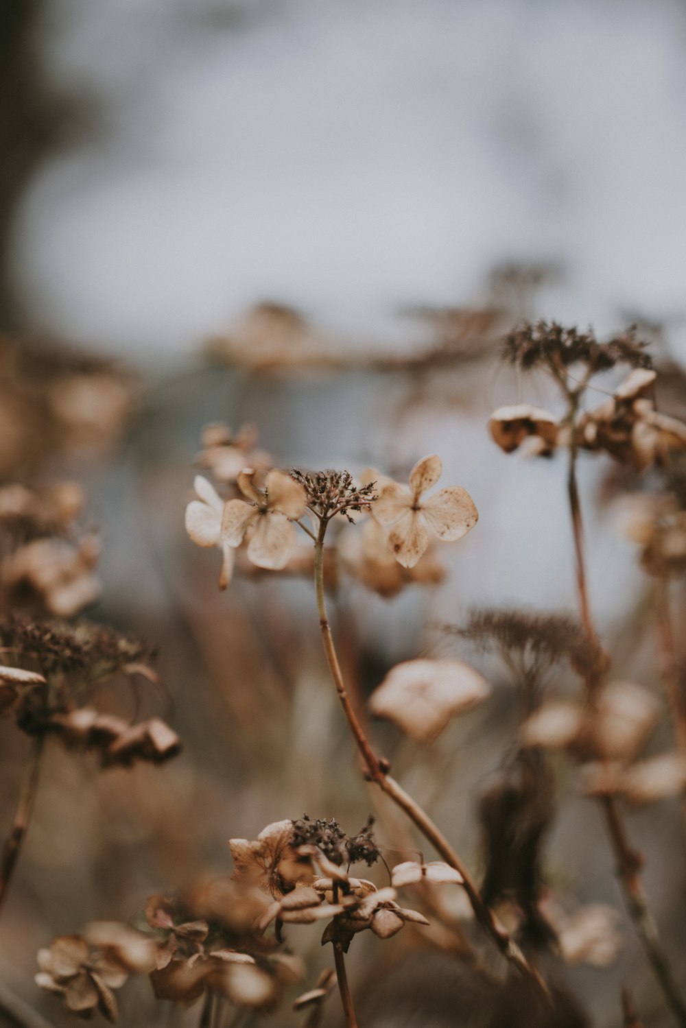 close-up photography of petaled flower