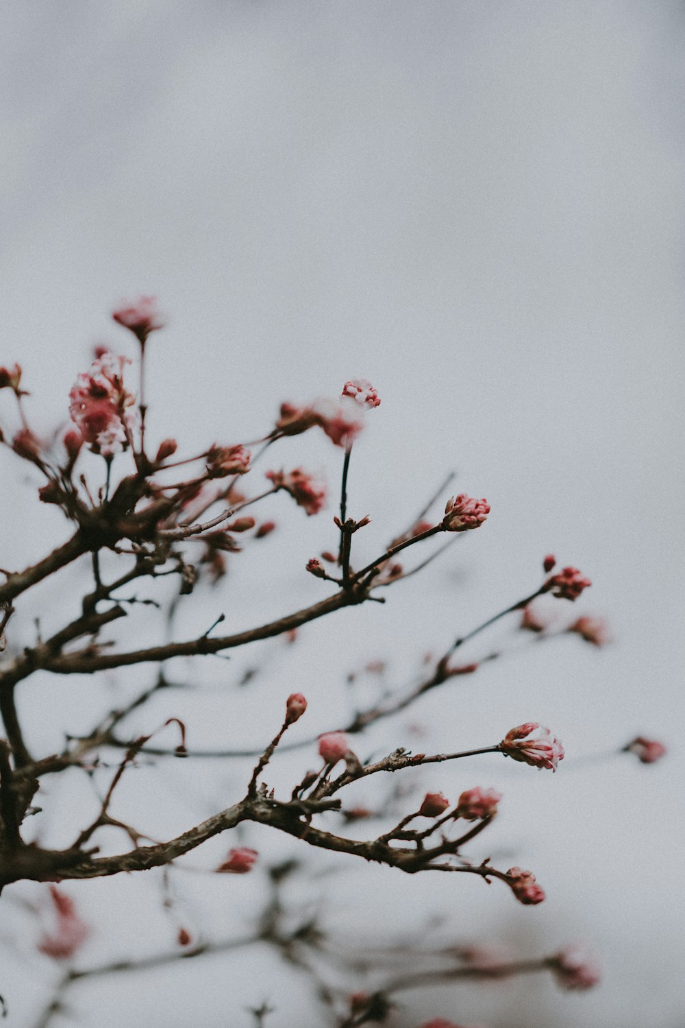 árvore de flor de cerejeira cor-de-rosa