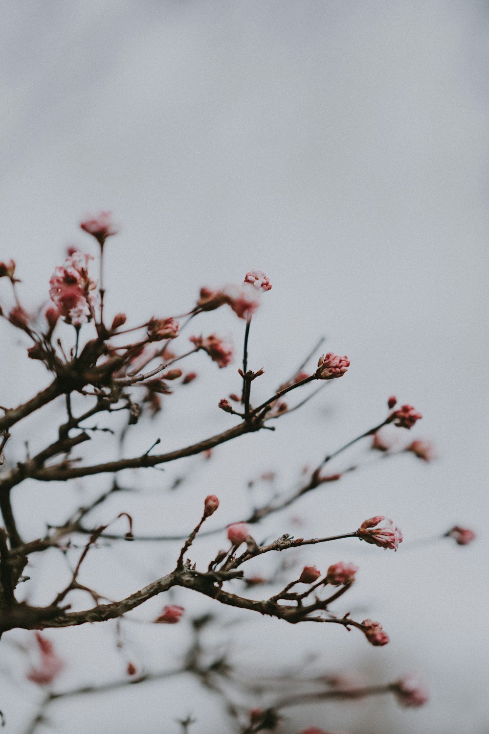 pink cherry blossom tree