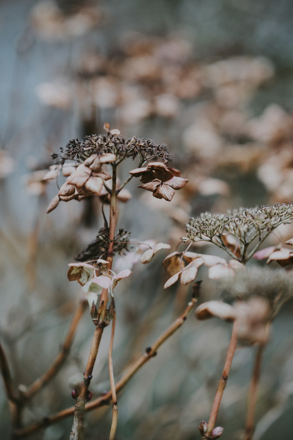 beige petaled flowers