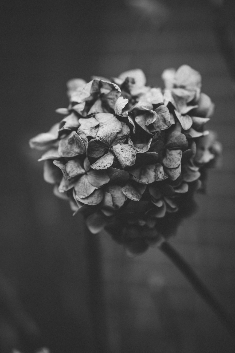 grayscale photography of flower