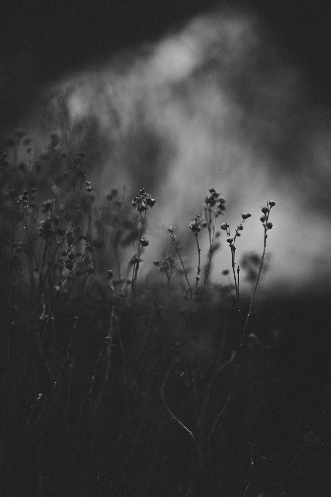 gray flower at daytime