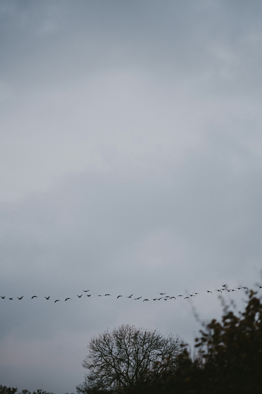 flock of birds flying above trees