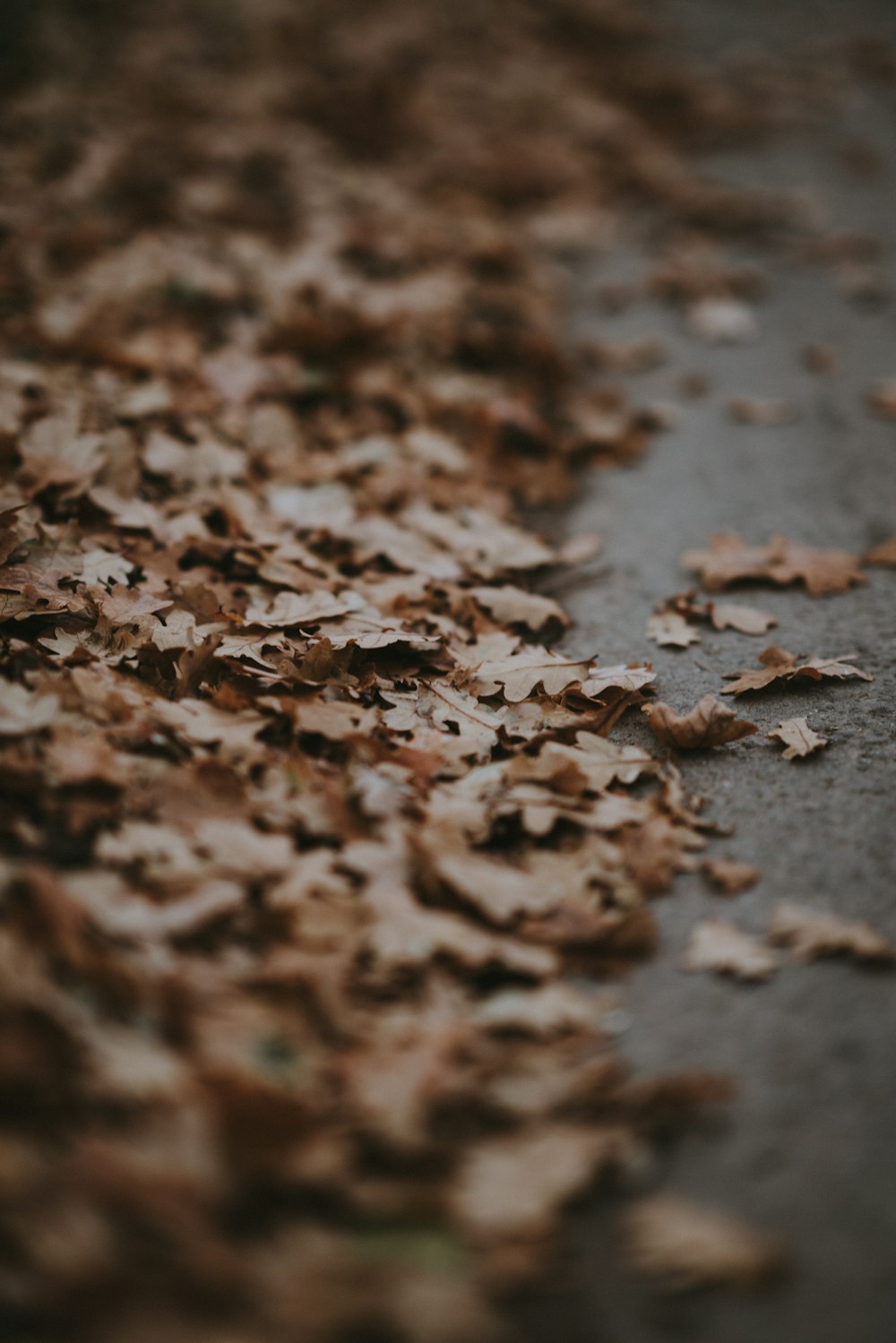 dried leaves