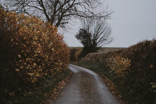 hedge laying