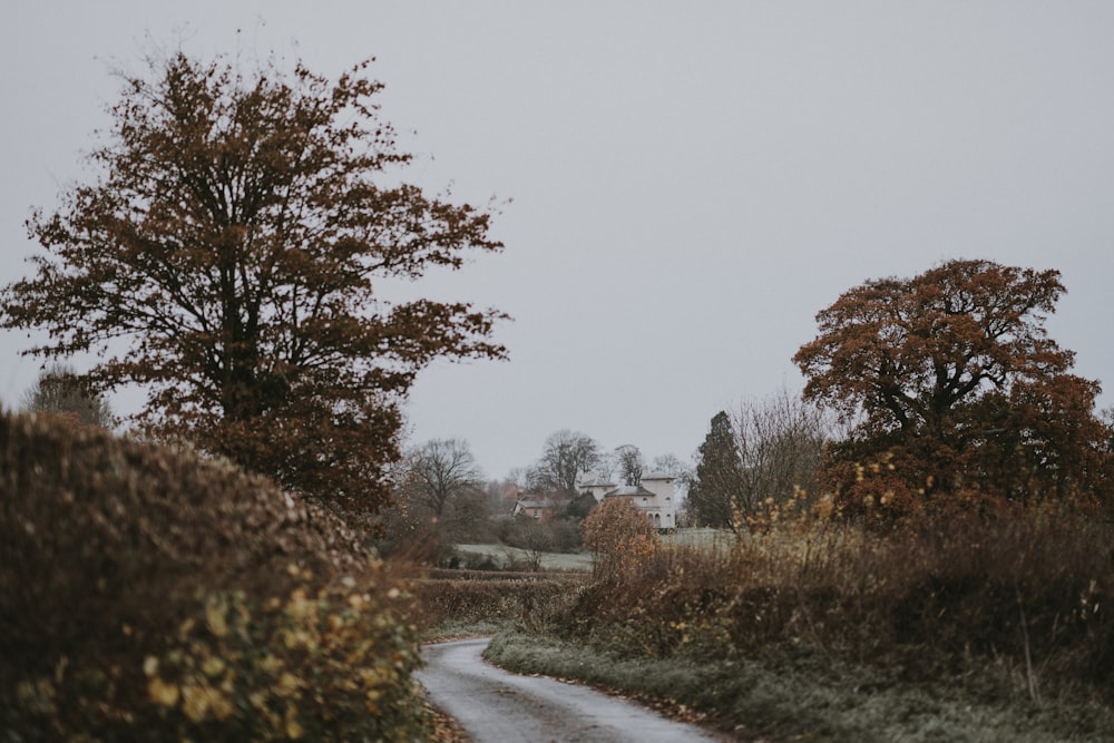 trees near pathway during cloudy day