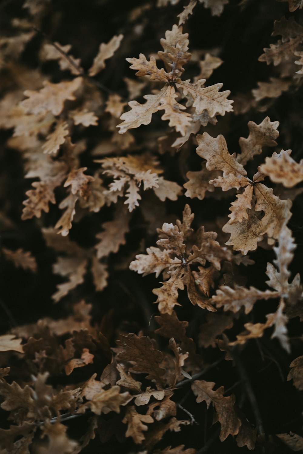 close-up photography of brown leaf