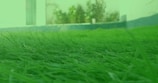 A lush green lawn is closely observed with blades of grass clearly visible. The background contains some foliage and a part of a building, slightly out of focus, adding a sense of depth to the image.