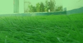 A lush green lawn is closely observed with blades of grass clearly visible. The background contains some foliage and a part of a building, slightly out of focus, adding a sense of depth to the image.