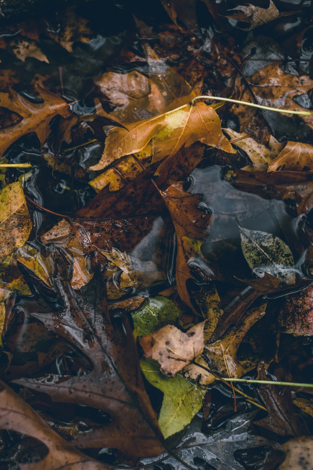 brown leaves