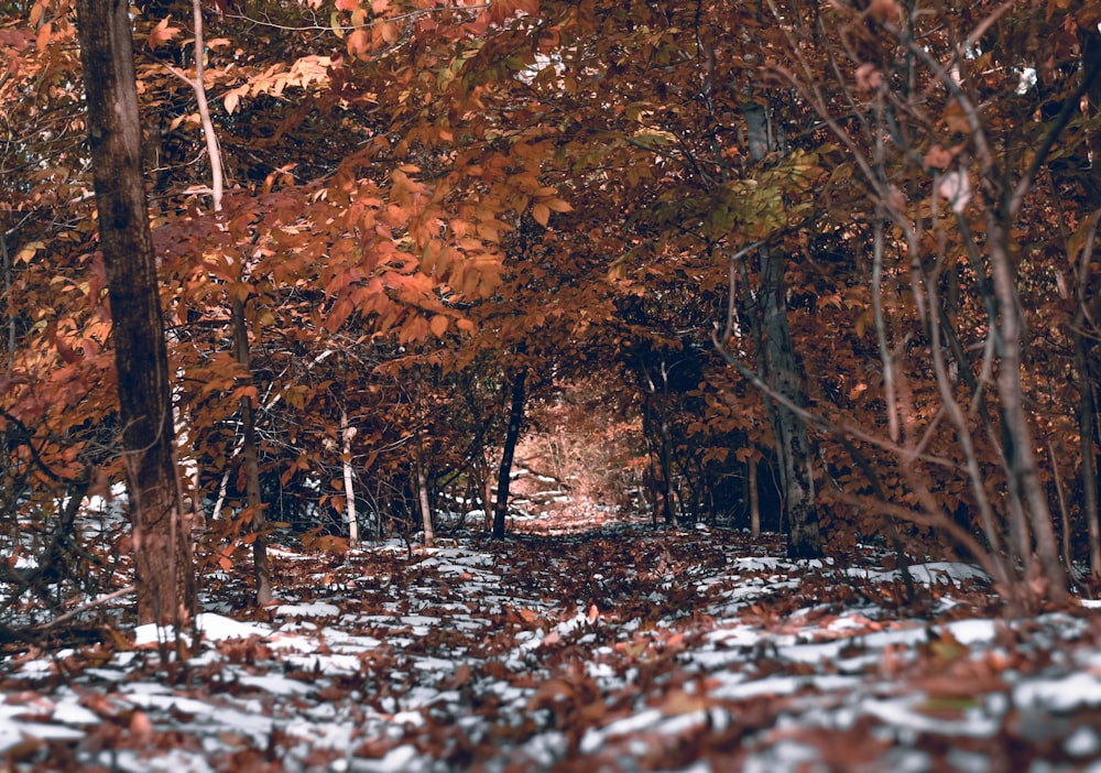 dried leaves on ground under shade of trees at daytime