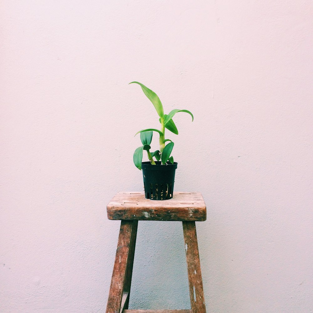 plante en pot verte sur tabouret en bois brun