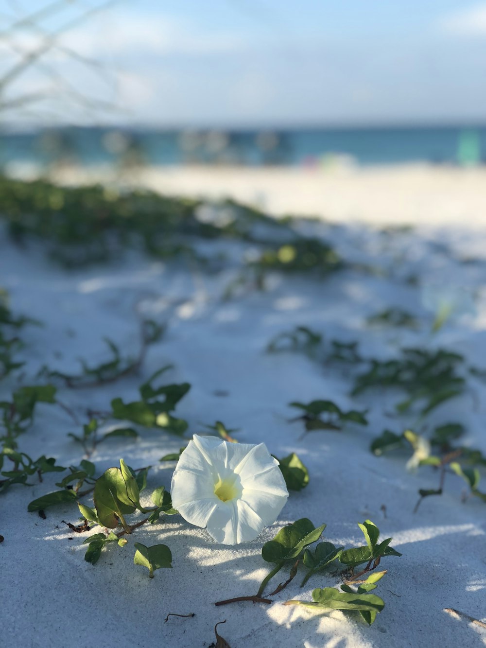 white morning glory flower in bloom