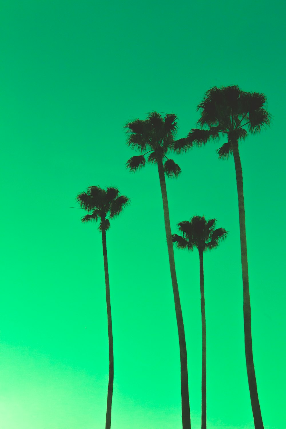 four palm trees