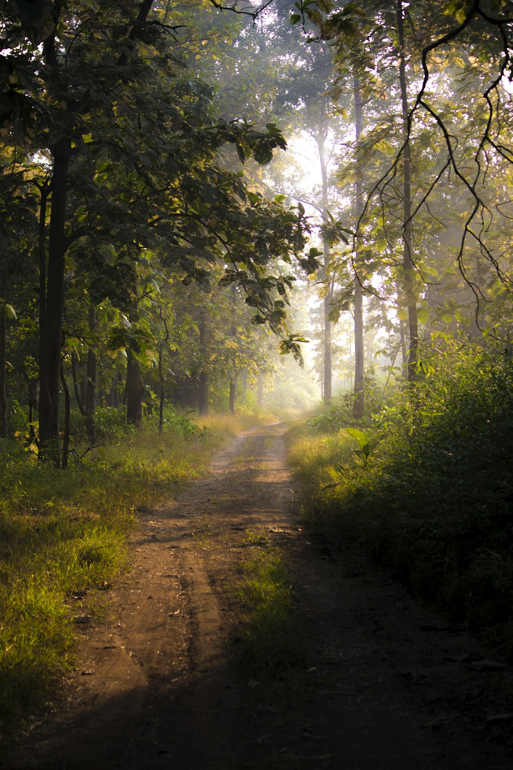 empty trail in between trees at daytime