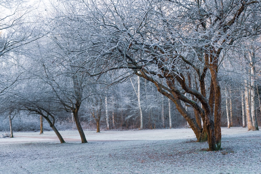 alberi marroni sul campo di neve
