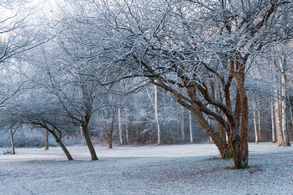 brown trees on snow field