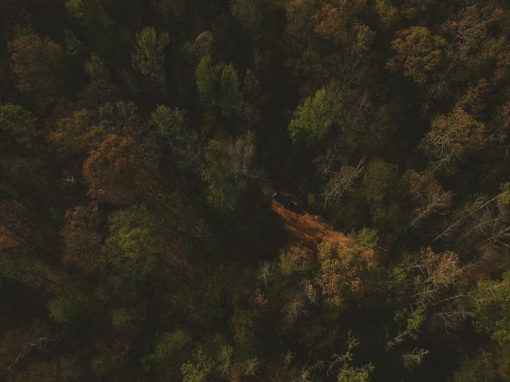 aerial view of green tall trees